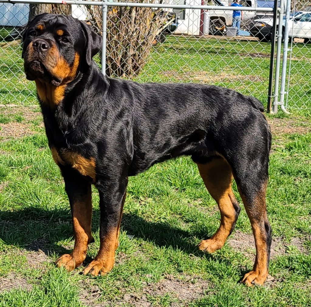 Gallery – Spoon River Rottweilers
