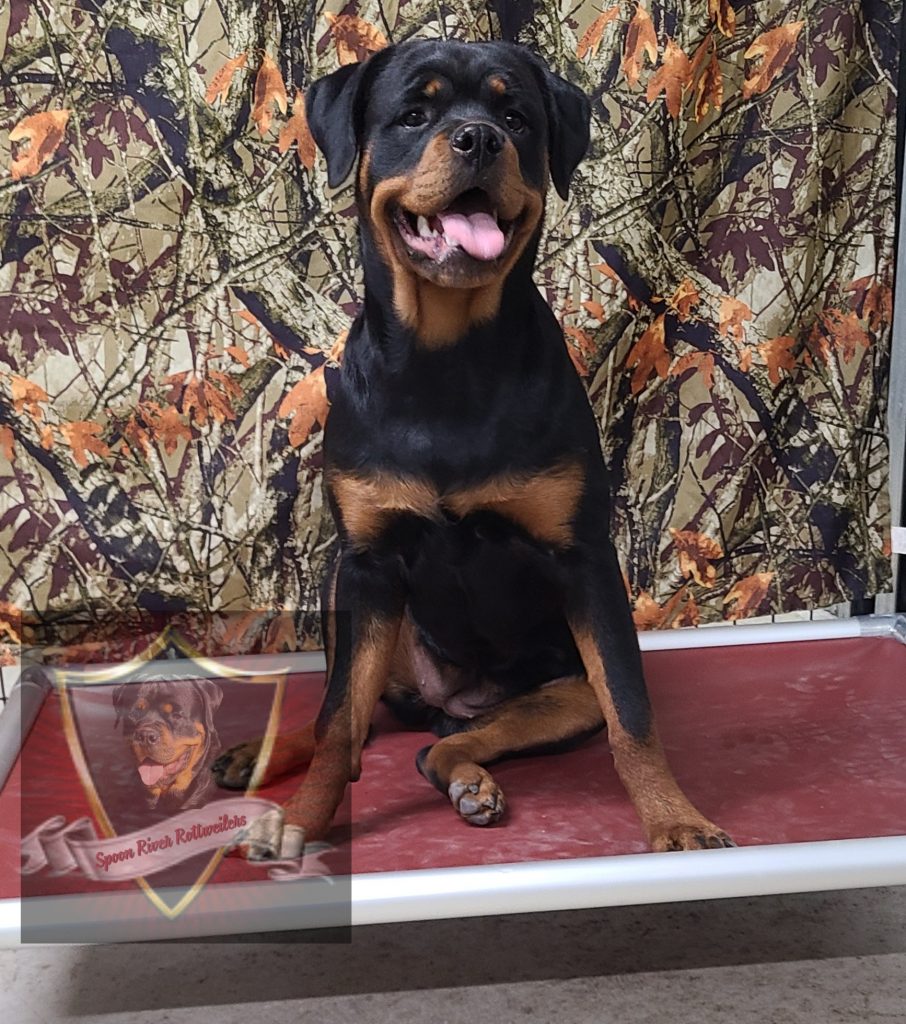 Gallery – Spoon River Rottweilers