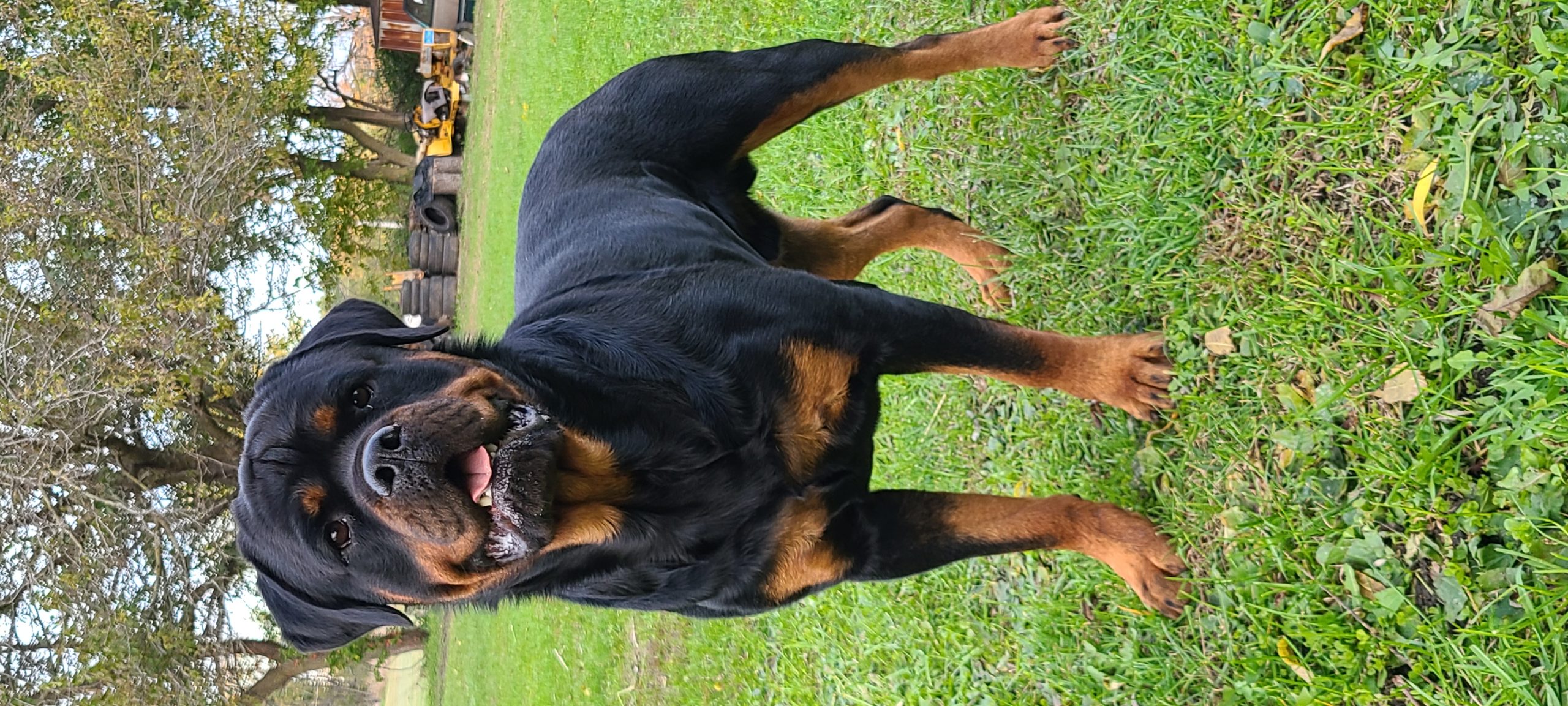 – Spoon River Rottweilers