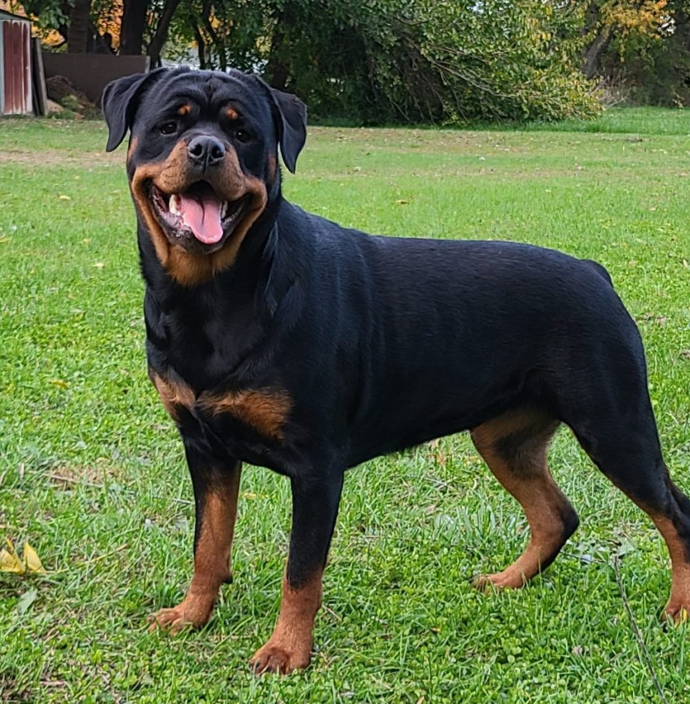 Gallery – Spoon River Rottweilers