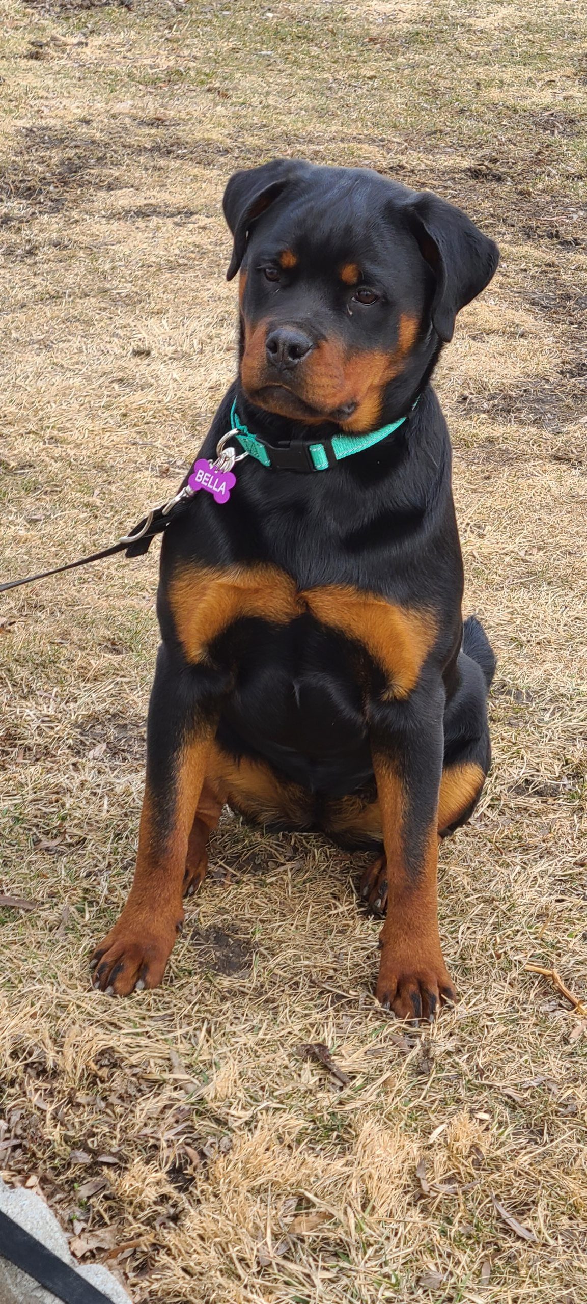 Gallery – Spoon River Rottweilers