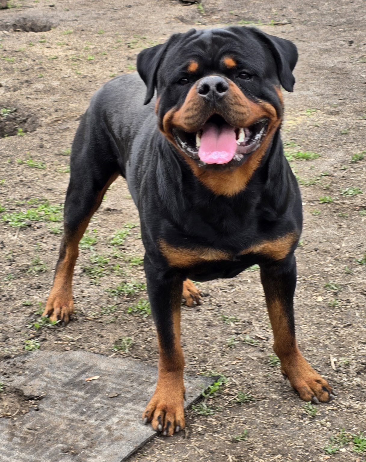 KANE VON DER MUSIKSTADT II – Spoon River Rottweilers